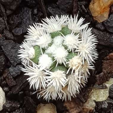 Mammillaria Vetula ssp. Gracillis