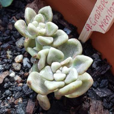 Graptopetalum Mendozae