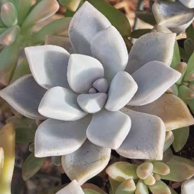 Graptopetalum Tricolour