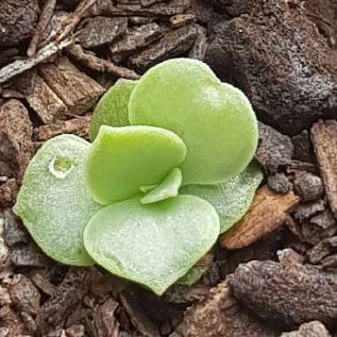 Echeveria Derenceana