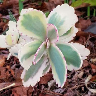 Kalanchoe fedtschenkoi 'Variegata'