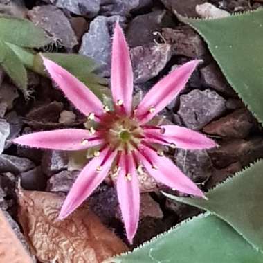 Sempervivum Raspberry Ice