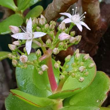 Crassula ovata syn. Crassula argentea, Crassula portulacea,Crassula obliqua,Crassula articulata,Crassula nitida,Crassula lucens.