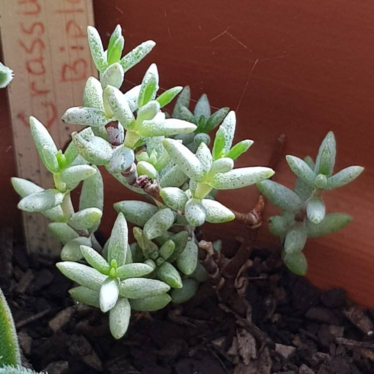 Plant image Crassula Biplanata syn. Creusa biplanata, Crassula punctulata, Crassula kuhnii