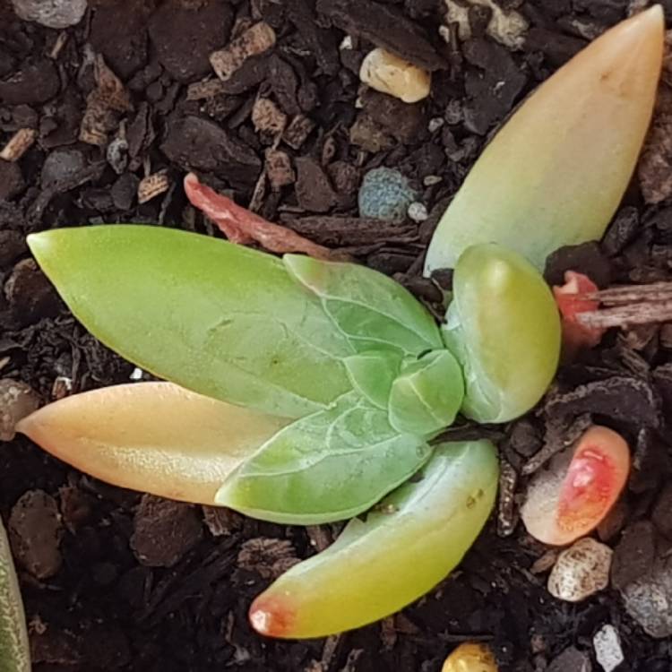 Plant image x Pachyveria Bea