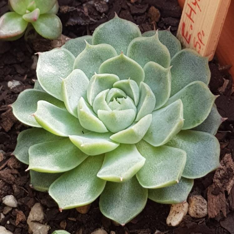 Plant image Echeveria Hyalina