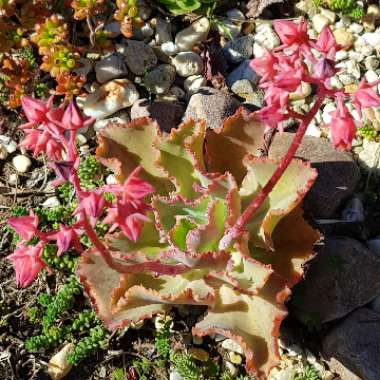 Echeveria Dick's Pink