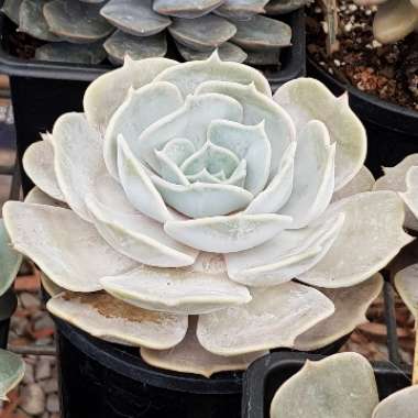 Echeveria Lilacina