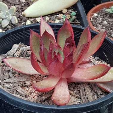 Echeveria Benimusume