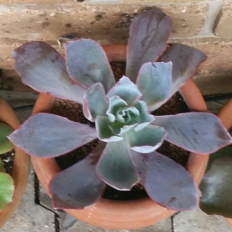 Echeveria Afterglow