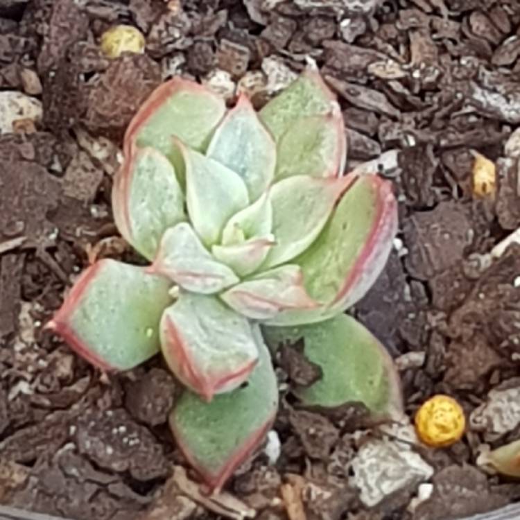 Plant image Echeveria Sagitta