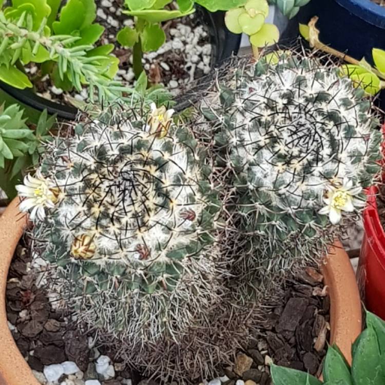 Plant image Mammillaria Magnimamma