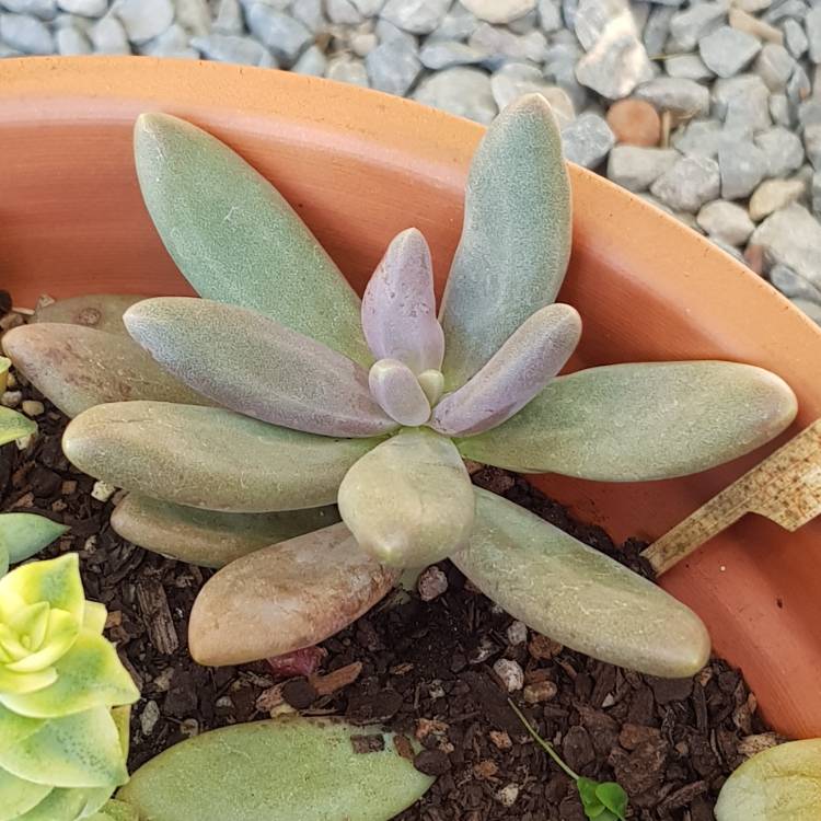 Plant image Pachyphytum 'Captain Jessop'