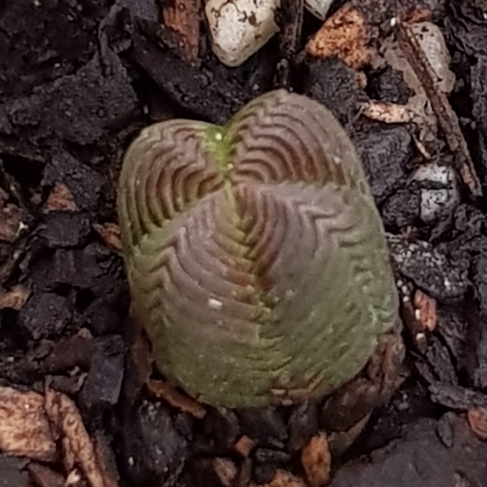 Plant image Crassula quadrangularis syn. Crassula pyramidalis