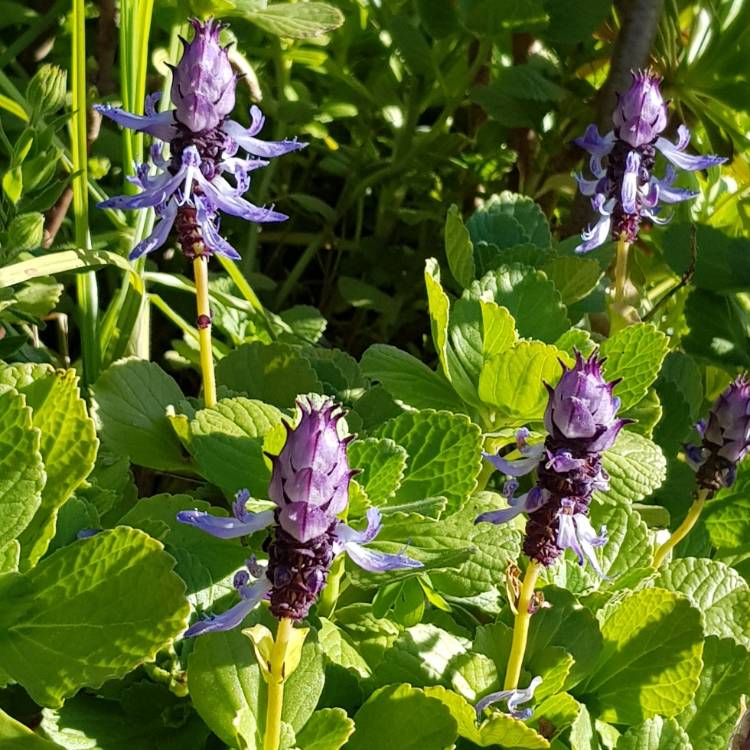 Plant image Plectranthus caninus