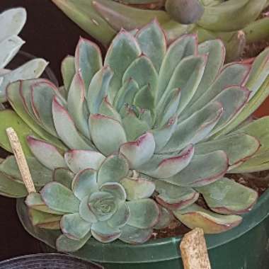 Echeveria Pulidonis