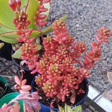 Sedum Rubrotinctum