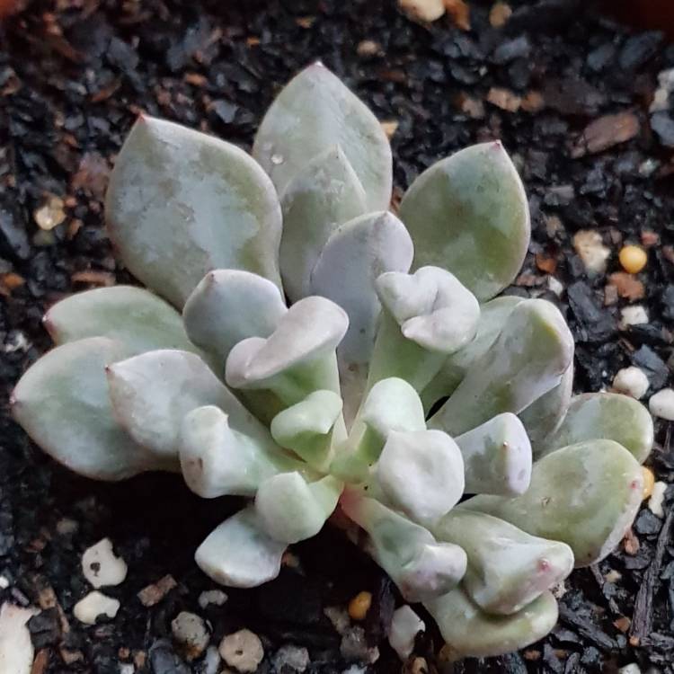 Plant image xGraptoveria Topsy Debbi