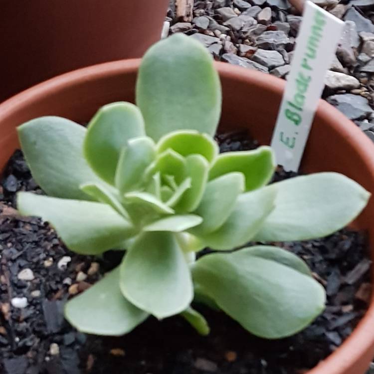 Plant image Echeveria Bladerunner