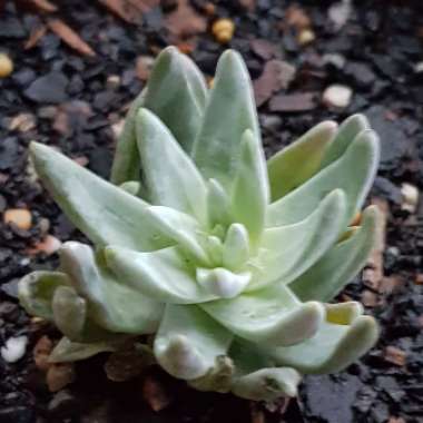 Dudleya gnoma 'White Sprite'