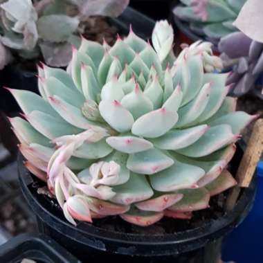 Echeveria Chihuahuaensis