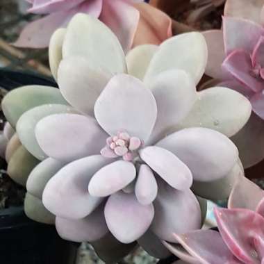 Graptopetalum Amethystinum