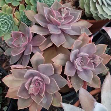 xGraptoveria Douglas Huth