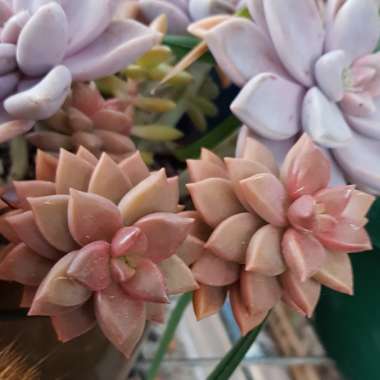 x Graptosedum Bronze