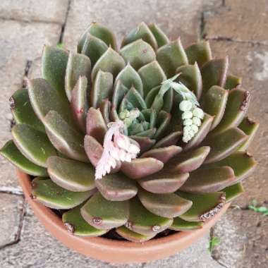 Echeveria Mira