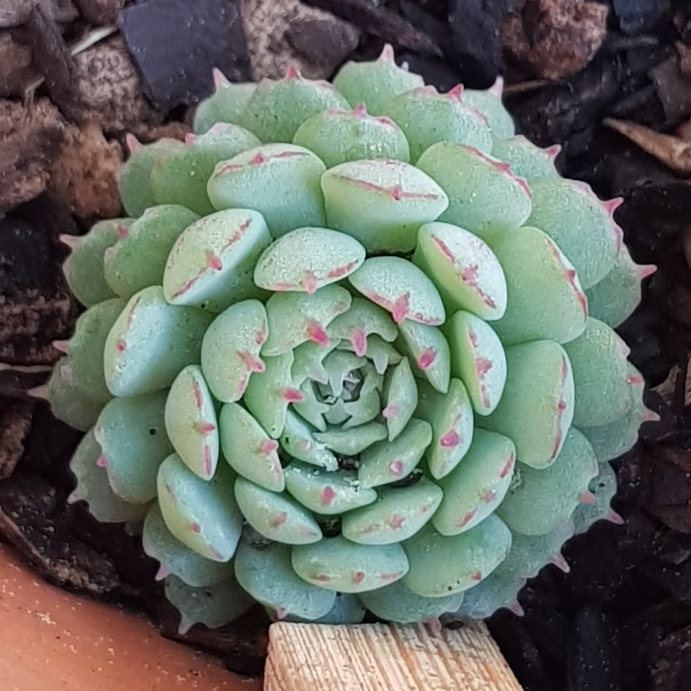 Plant image Echeveria Vincent Catto