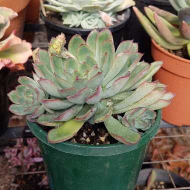 Echeveria Pulidonis