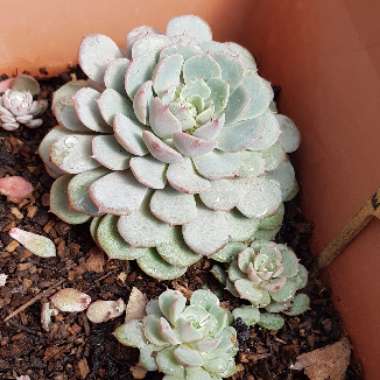 Echeveria Dondo