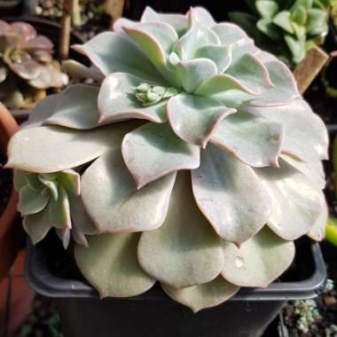 xGraptoveria Coconut Ice