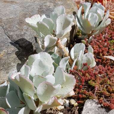 Cotyledon orbiculata 'Silver Waves'