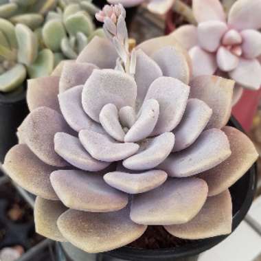 xGraptoveria Margaret Rose