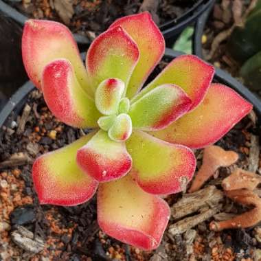 Echeveria Pulvinata var. Pulvinata