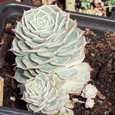 Echeveria Halbingeri