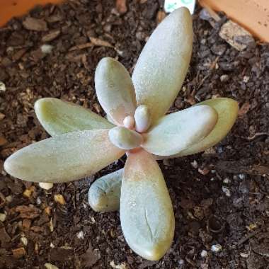 x Pachysedum 'Ganzhou'