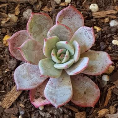 Echeveria Laurensis