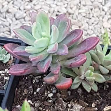 x Pachyveria Dr Cornelius