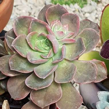 Echeveria Bicolor var. Bicolor