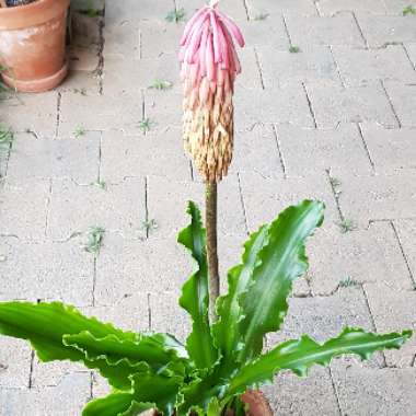 Veltheimia bracteata syn. Veltheimia viridifolia