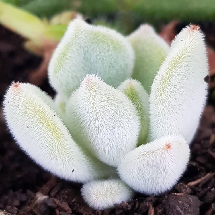 Plant image Echeveria Leucotricha