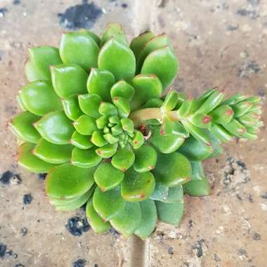 Echeveria Ron Evans