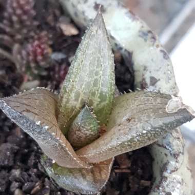 Haworthia Venosa ssp. Tessllata