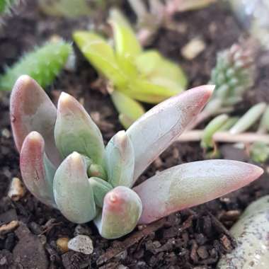 Pachyphytum longifolium