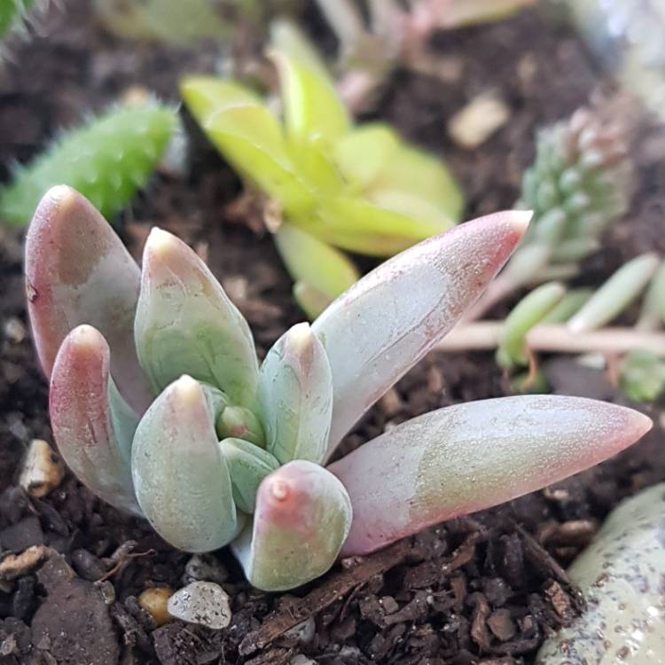 Plant image Pachyphytum longifolium