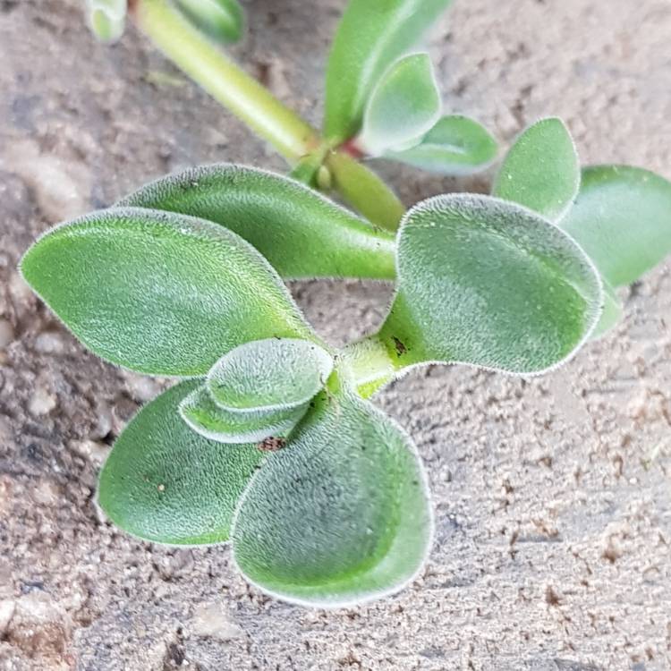 Plant image Crassula rogersii