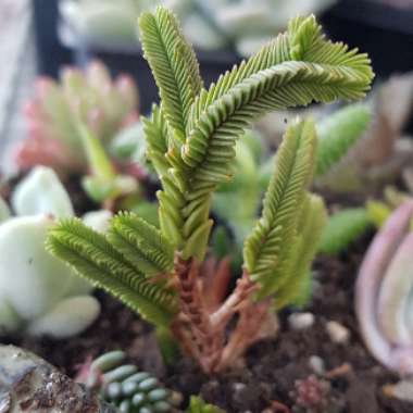 Crassula