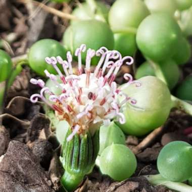 Senecio rowleyanus